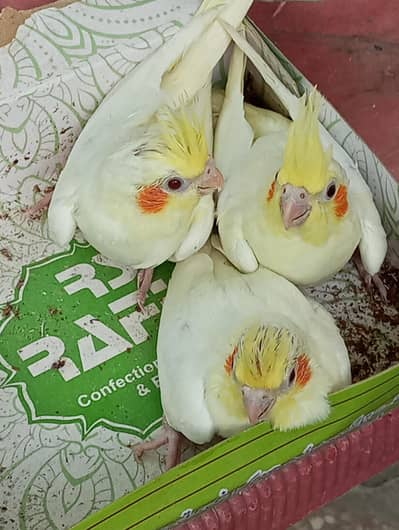 coktail chicks available for sale