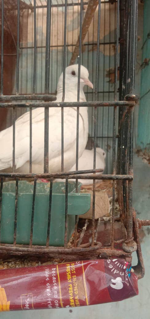 Java Finch - khumray 4