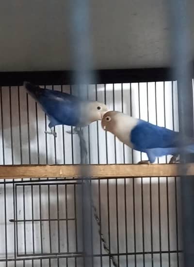 CREAMINO INTO DECINO, PF SPLIT, ALBINO RED, ALBINO RED SPLIT