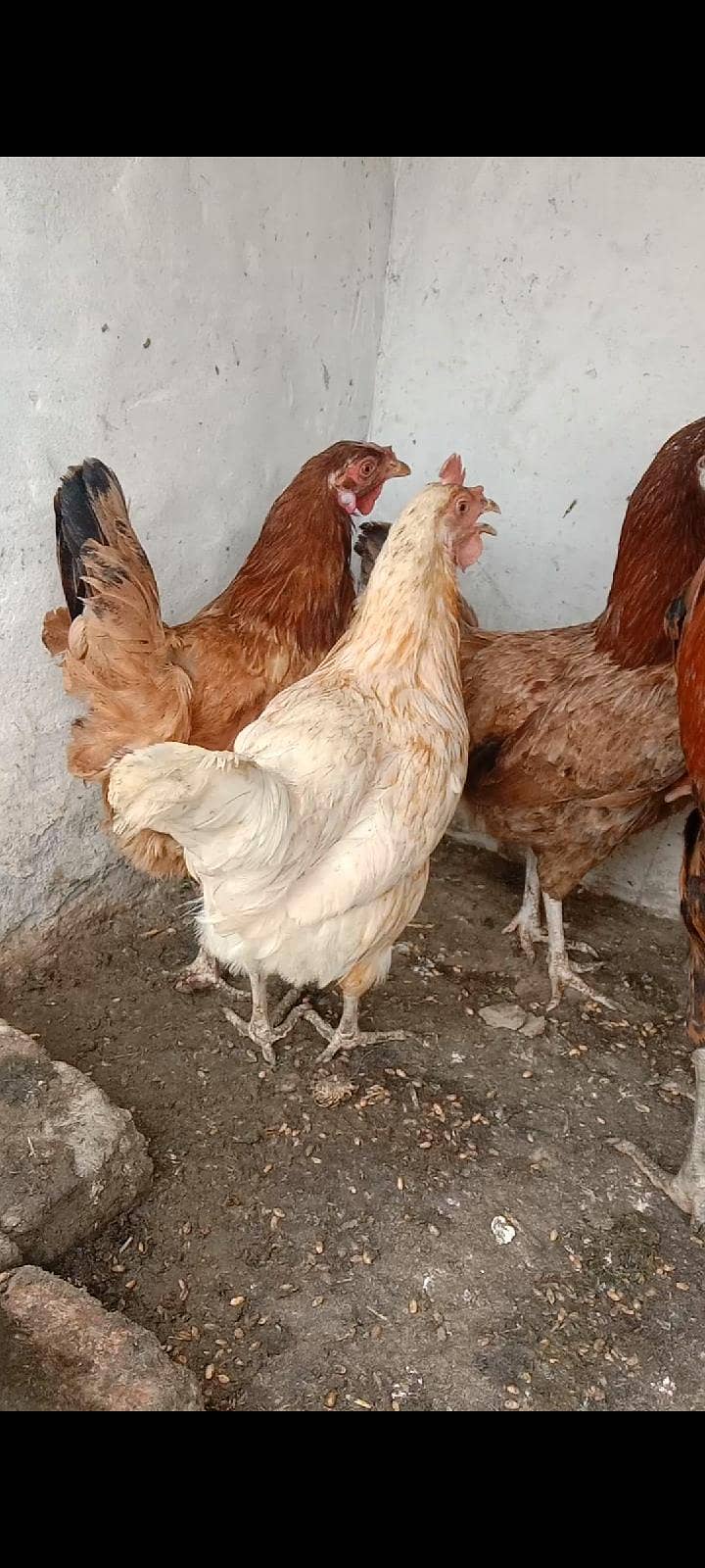 گولڈن مصری مرغیاں برائے فروخت - صحت مند اور انڈے دینے والی ( 2