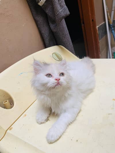 Calico Ragdoll Female