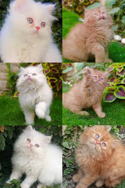 punch face kitten urgant sale