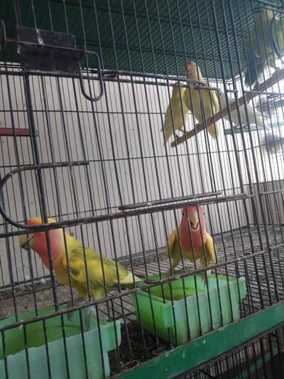 6 pieces mox lovebirds ready to breed