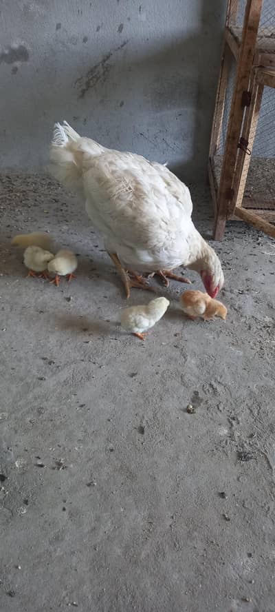 2 aseel heeri murgi or 6 white heera bacha aseel