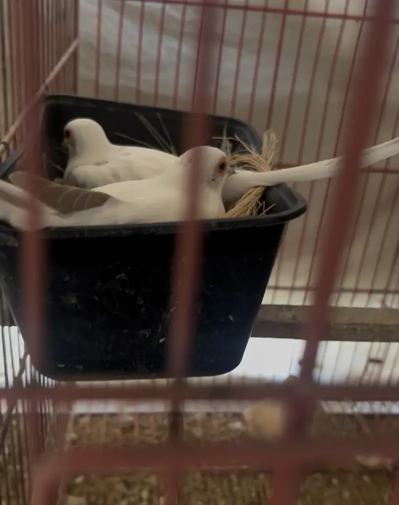 Red pied dove breeder pair