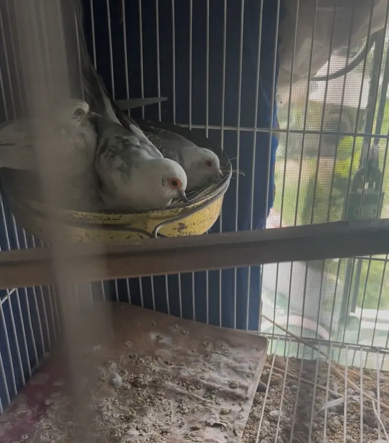 Red pied dove breeder pair — photo 4
