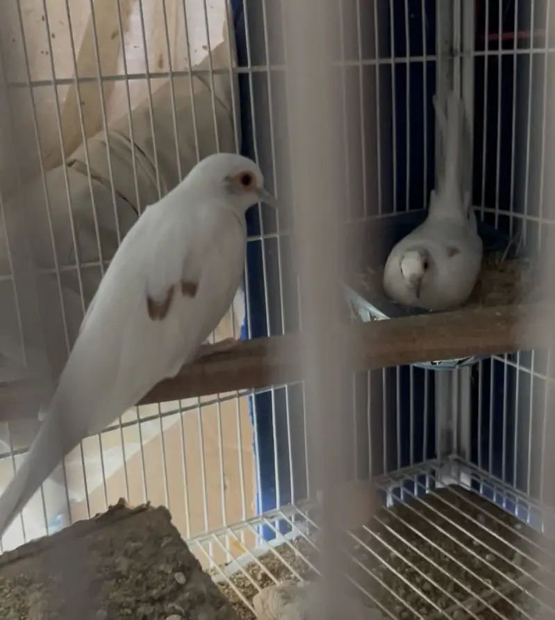 Red pied dove breeder pair — photo 5
