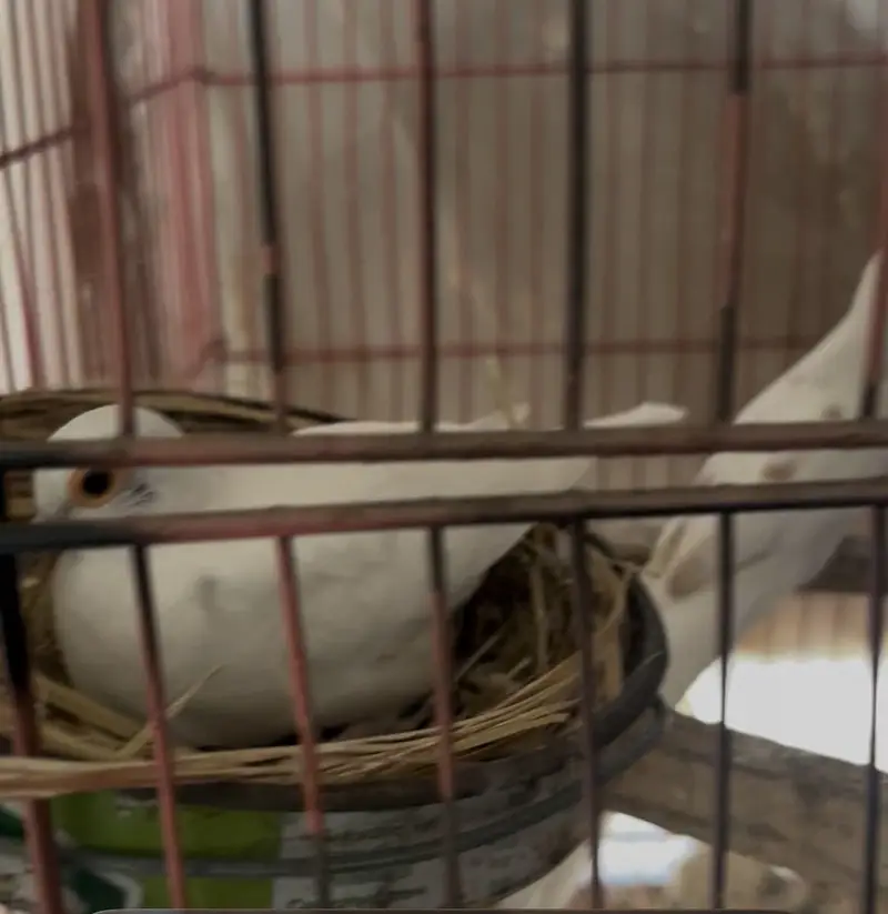 Red pied dove breeder pair — photo 6