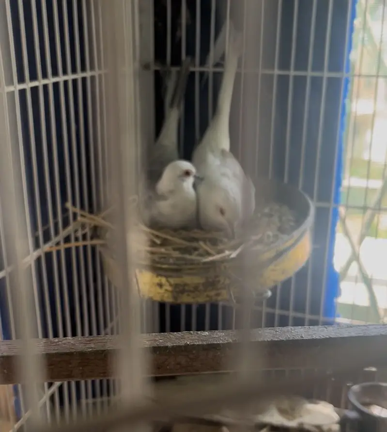 Red pied dove breeder pair — photo 7