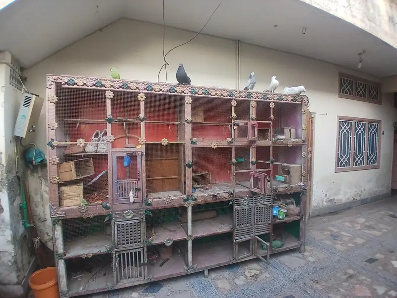 Birds cage