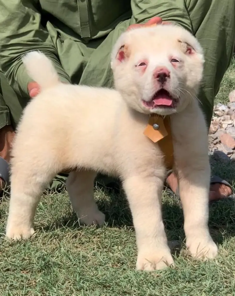 Afghan Kuchi Dog | pure Afghan Kuchi puppies pair | Afghan Kuchi dog — photo 2