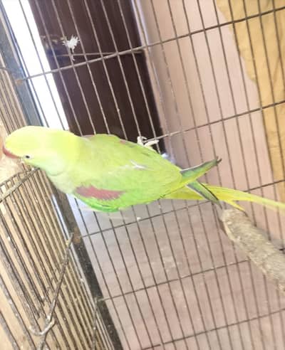 kashmiri raw Paris pair for sale