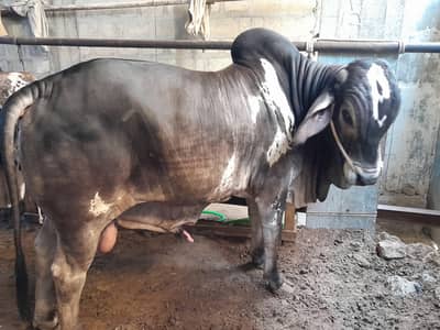 Cow For Sale
