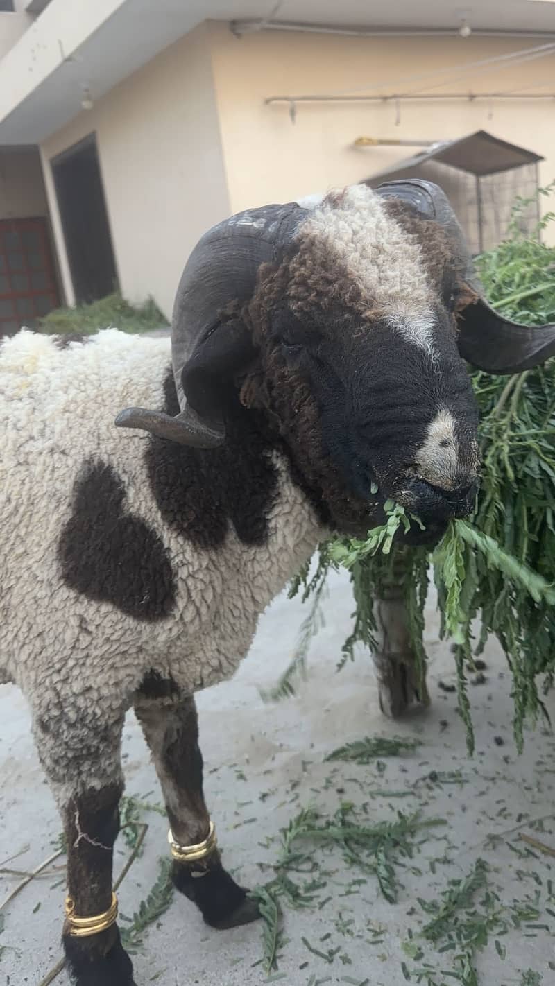 Sheep 6