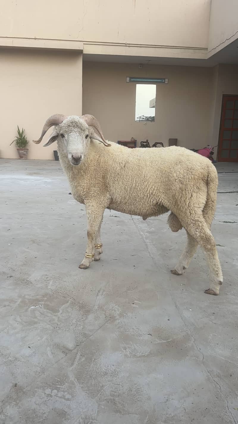 Sheep 7