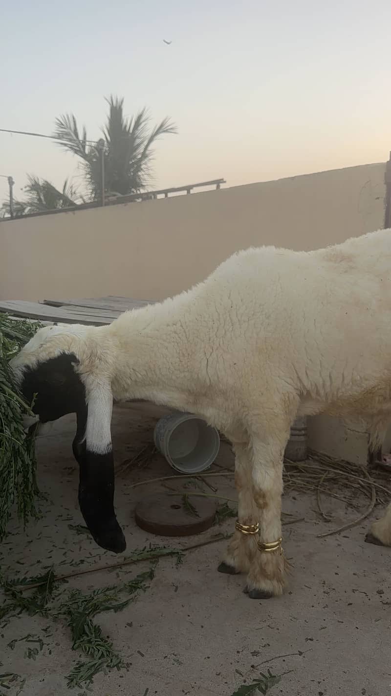 Sheep 8