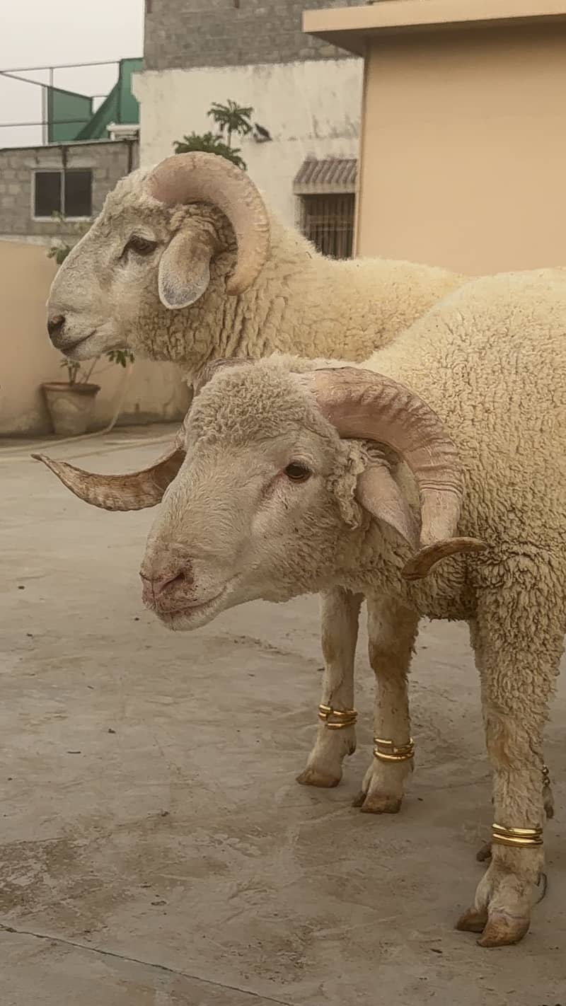 Sheep 9