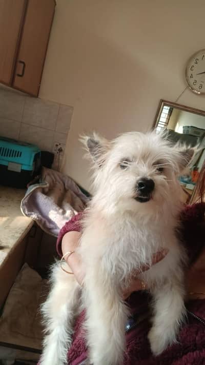 Russian Terrier Mix