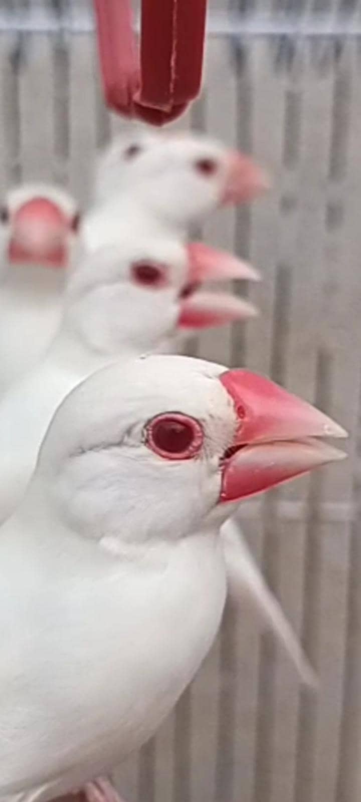 Albino Red eye java 0
