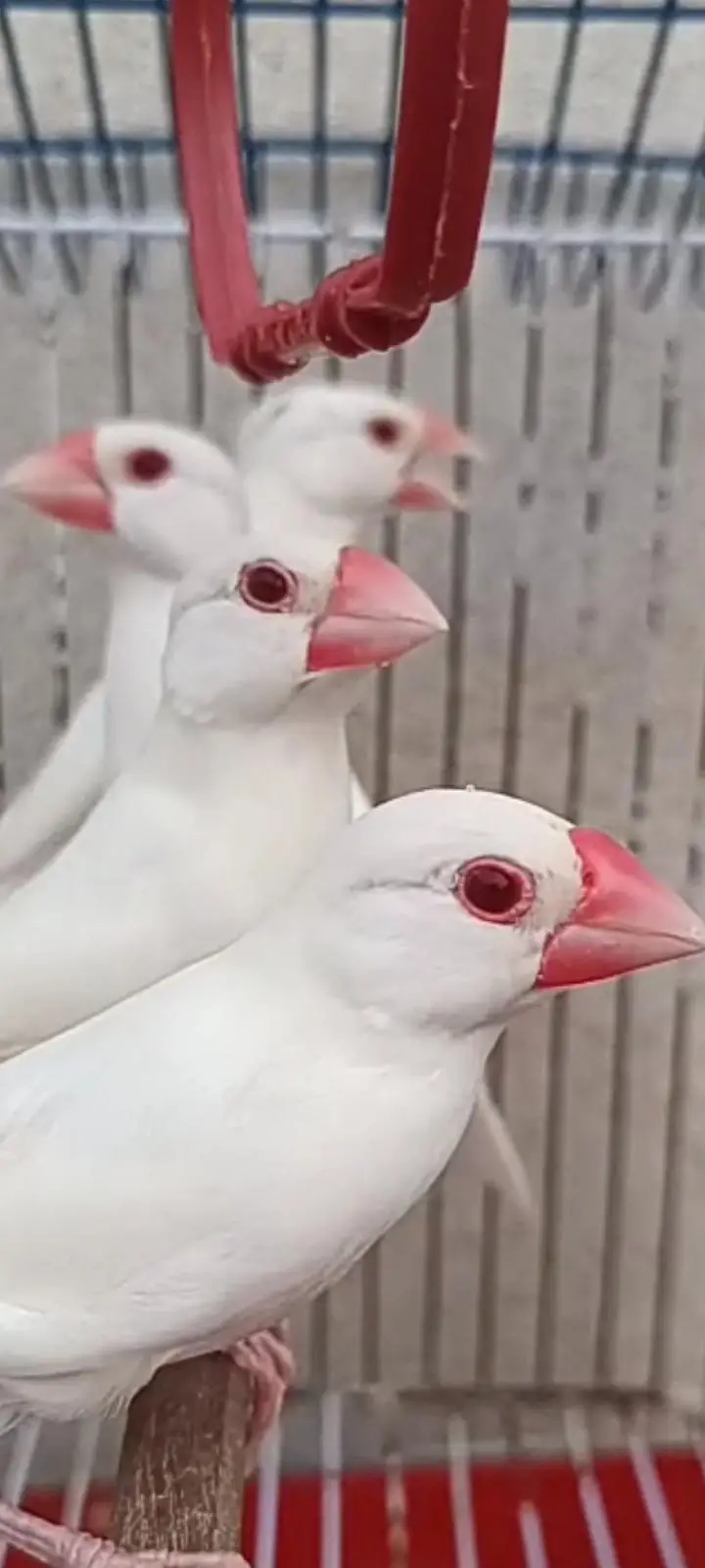 Albino Red eye java — photo 3