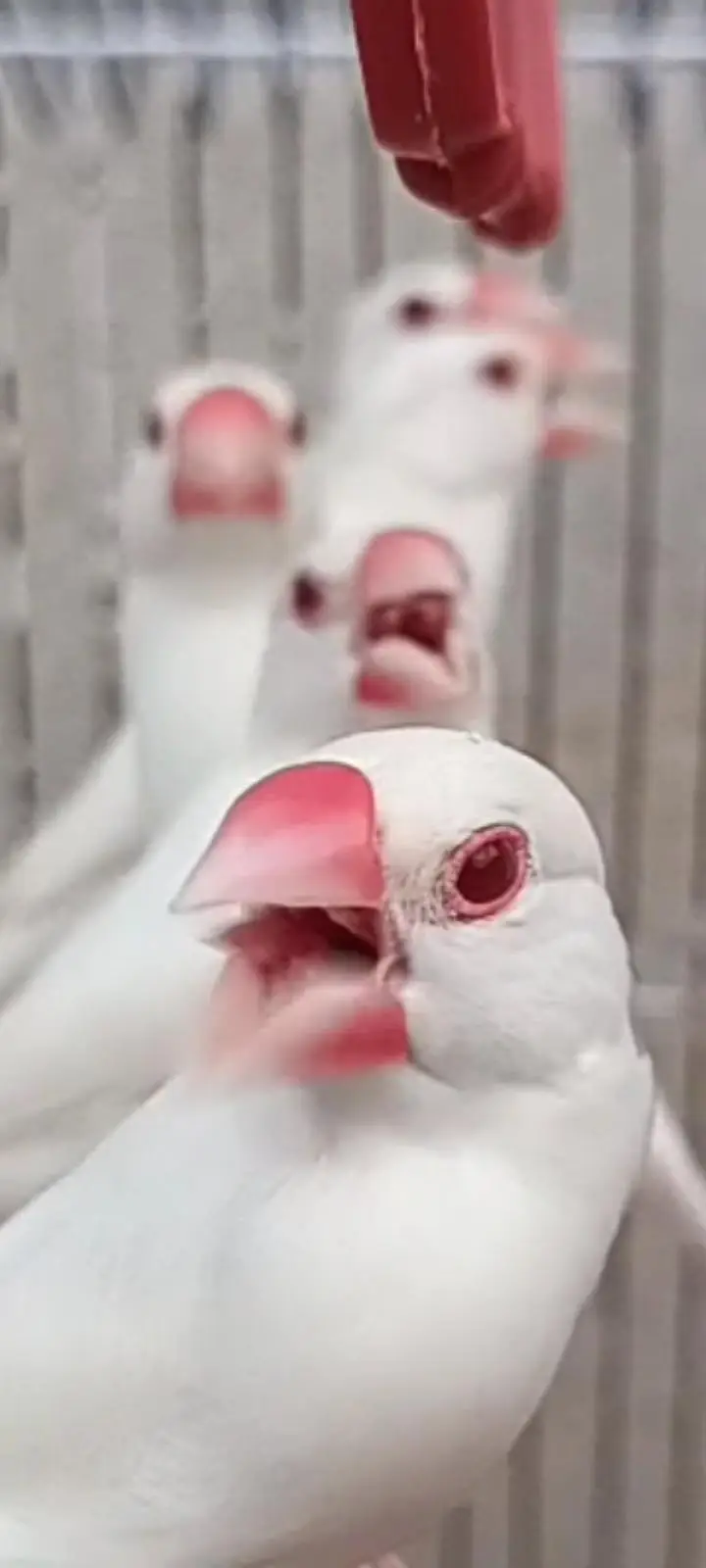 Albino Red eye java — photo 4