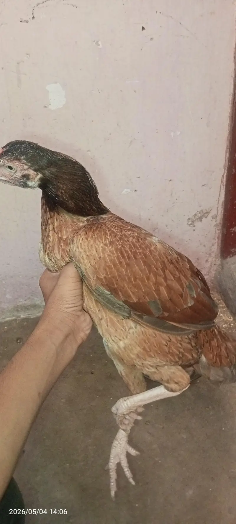 muga price 11000 murgi 2500 patta 2700 — photo 10