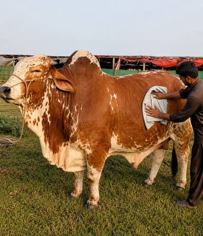 2 Dant bachra , 8mn+ meat weight