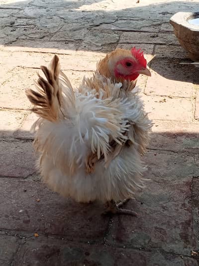 Frizzle bantum English game beautiful hen