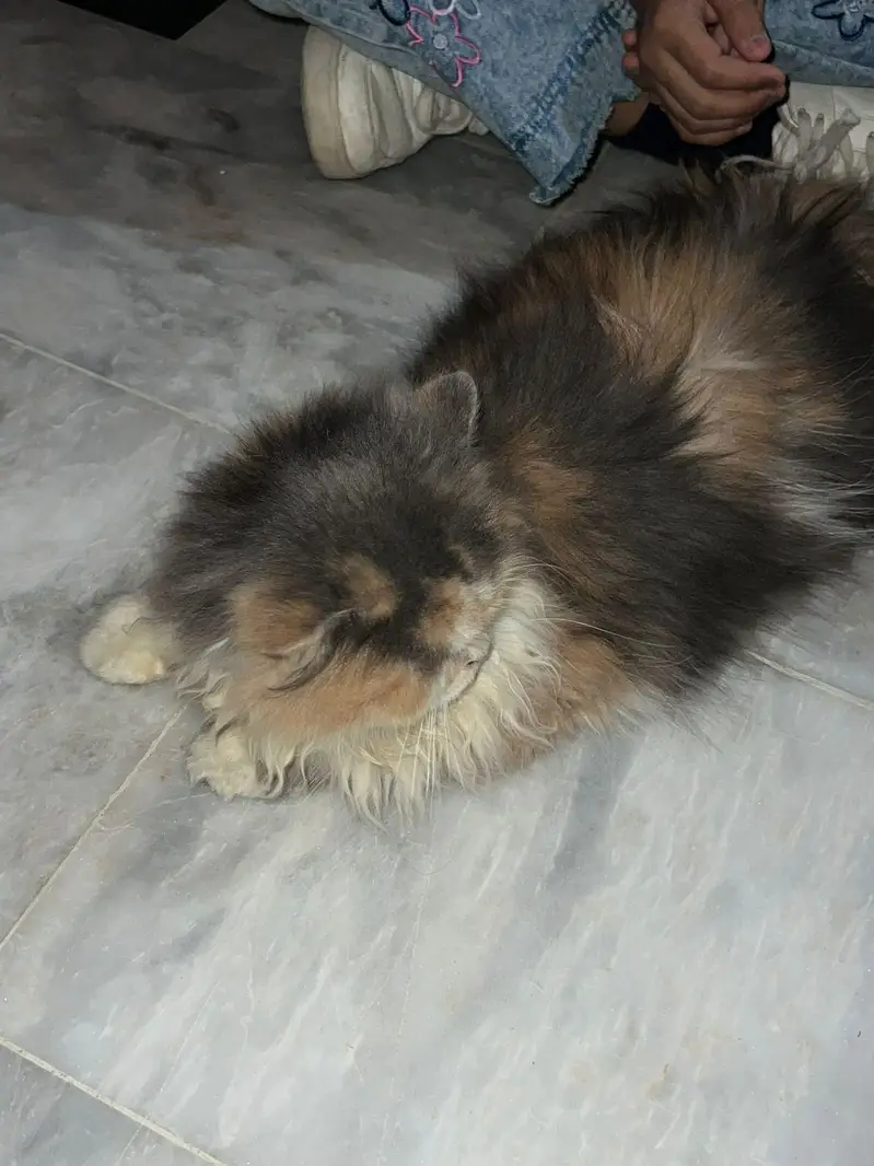triple coat cat available — photo 2