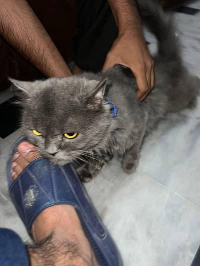 single coat male cat