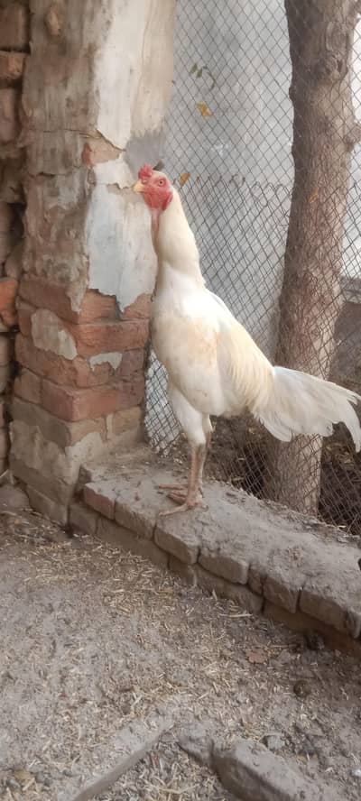 Pure Aseel Murga 2 murgi