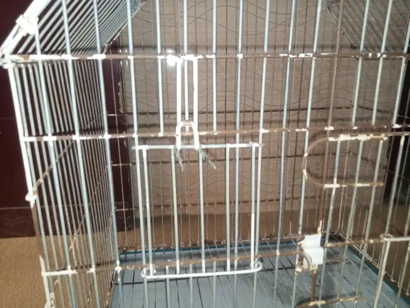 Parrot cage for sale with box option — photo 4