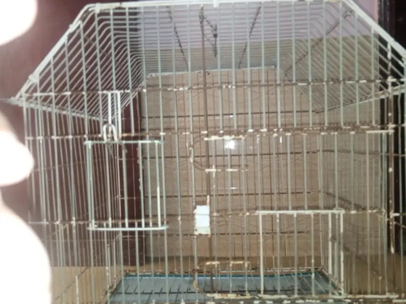 Parrot cage for sale with box option — photo 5