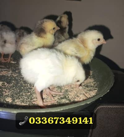 Chiks available  aseel 100 % pure chiks . . . . . . 03367349141
