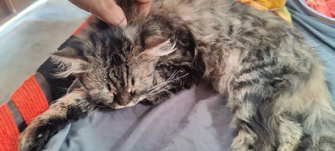 persian cat