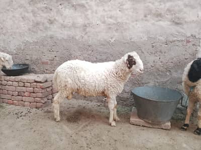 Qurbani k Chatray 2