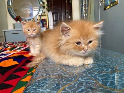 Persian Triple Coated Kittens Available