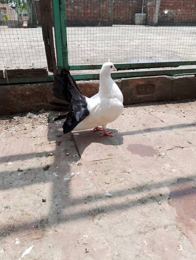 Black tail