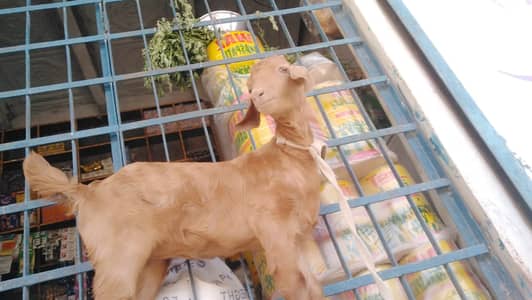 goat  baby 3 bachhi / (1 male ,2 female)