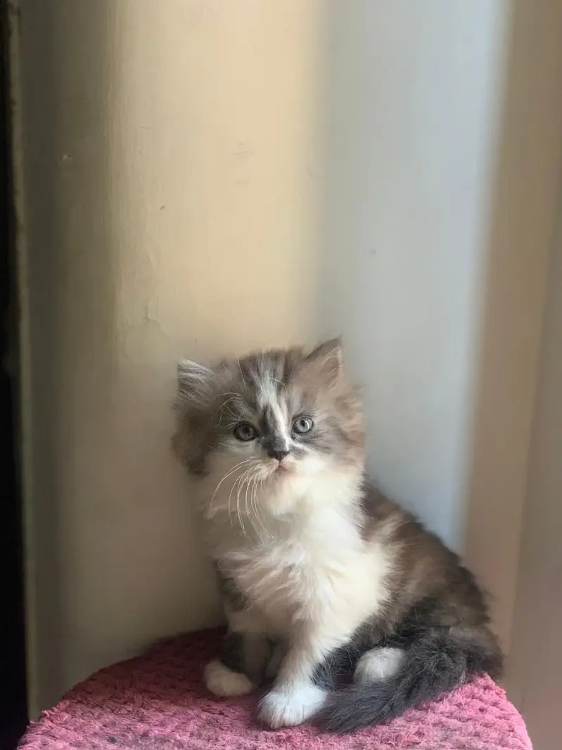 triple coated persian kittens — photo 2