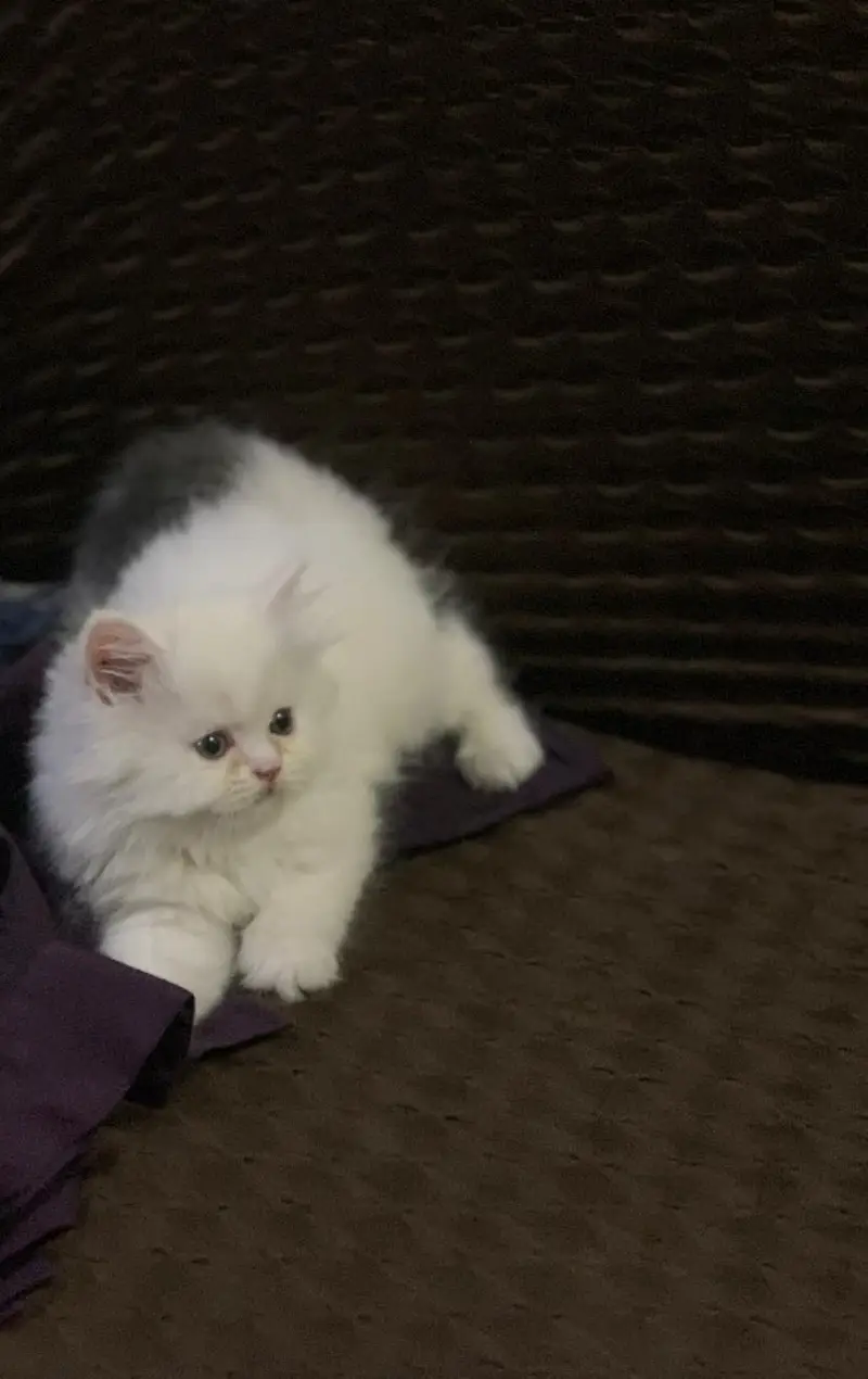 triple coated persian kittens — photo 3