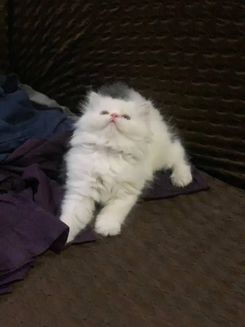 triple coated persian kittens — photo 4