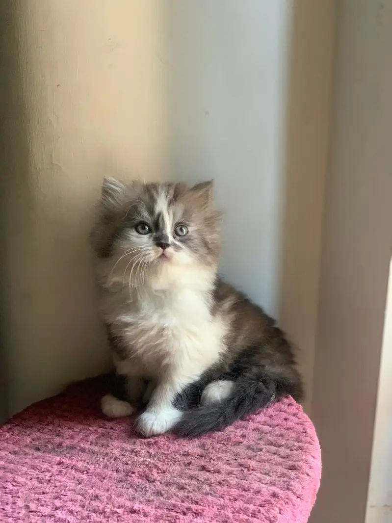 triple coated persian kittens — photo 5