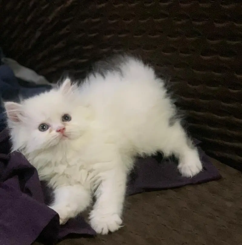 triple coated persian kittens — photo 6