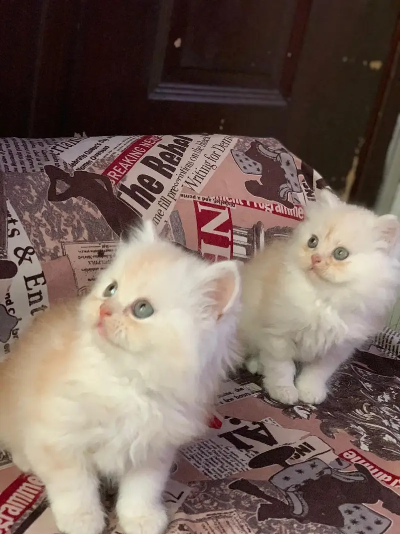 triple coated persian kittens — photo 7