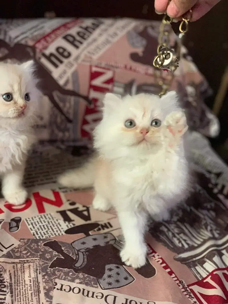 triple coated persian kittens — photo 8