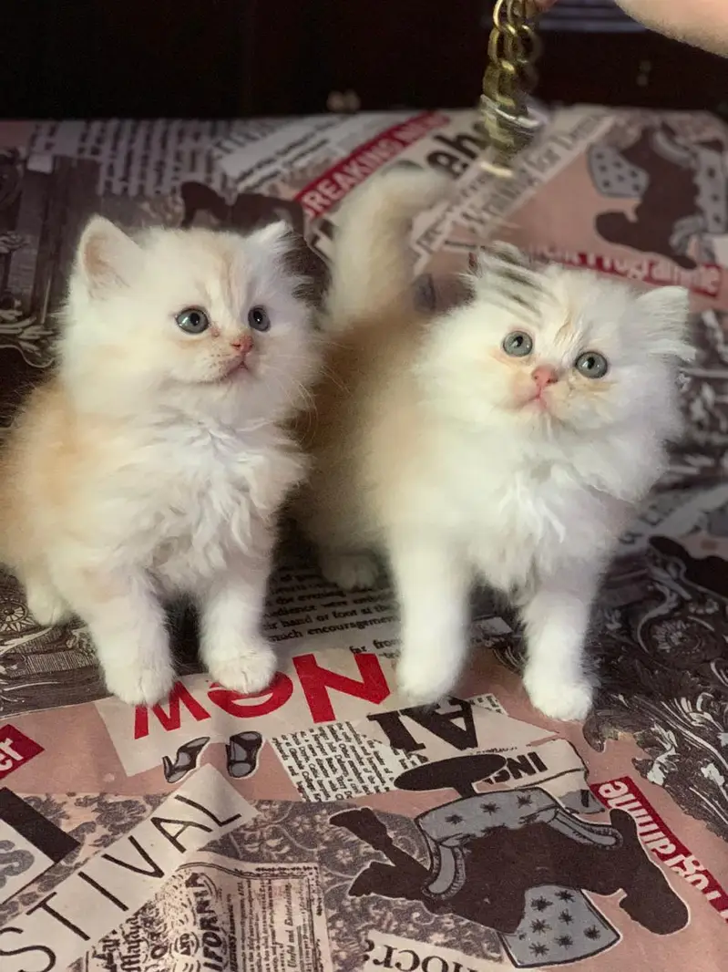 triple coated persian kittens — photo 9