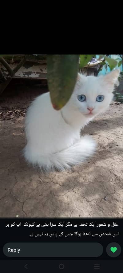 Percian Cat