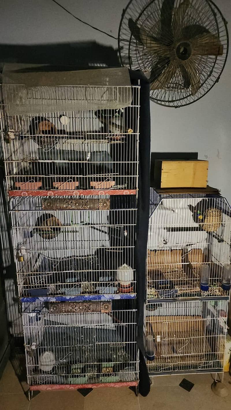 Chiks available 5