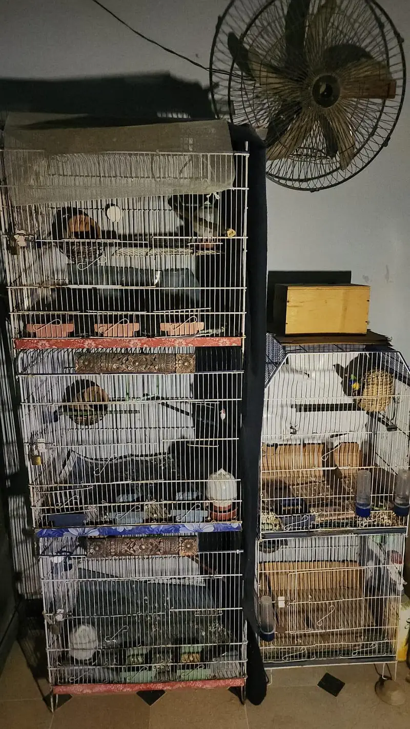 Chiks available — photo 6